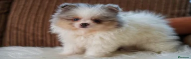 Pomeranian 1