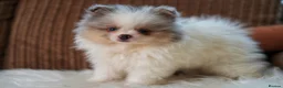 Pomeranian dogs for sale: Unique Boy with Blue Eyes - Advert 1