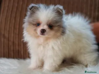 Pomeranian dogs Unique Boy with Blue Eyes - Advert 2
