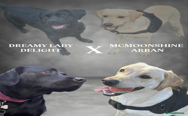 Labrador Retriever dogs - Advert 1