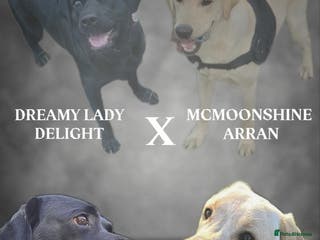 Labrador Retriever dogs Adorable Labrador Puppies–KC Registered - Advert 2