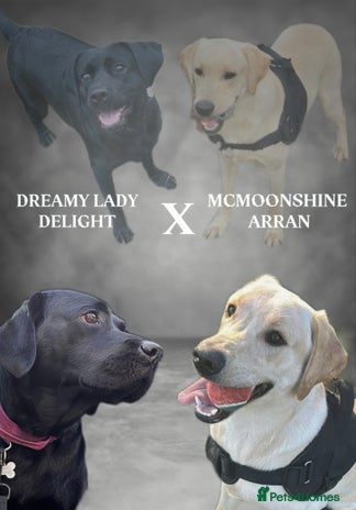 Labrador Retriever dogs - Advert 1