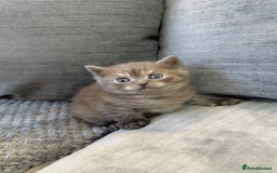 British Shorthair cats for sale: Beautiful silver smoked female British shorthair - Advert 5