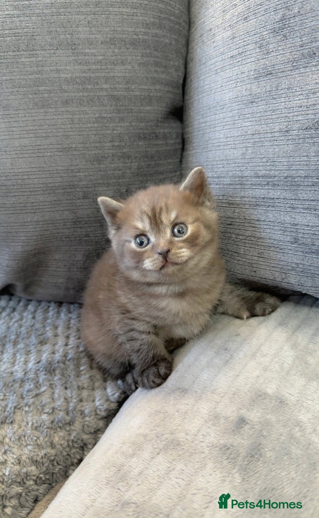 British Shorthair cats for sale: Beautiful silver smoked female British shorthair - Advert 5