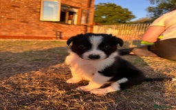 Border Collie dogs for sale: 10 Beautiful Border Collie Puppies - Image 2