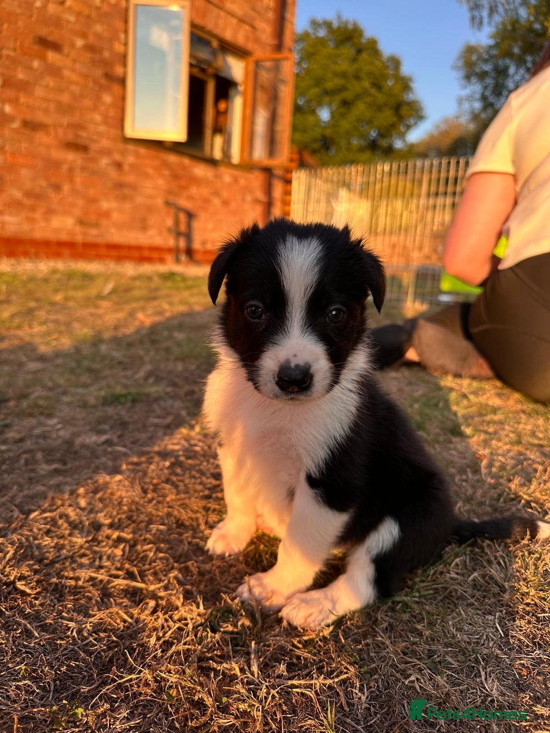 Border Collie dogs for sale: 10 Beautiful Border Collie Puppies - Image 2