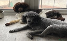 Standard Poodle dogs for stud: Brown & white parti standard poodle  - Image 6