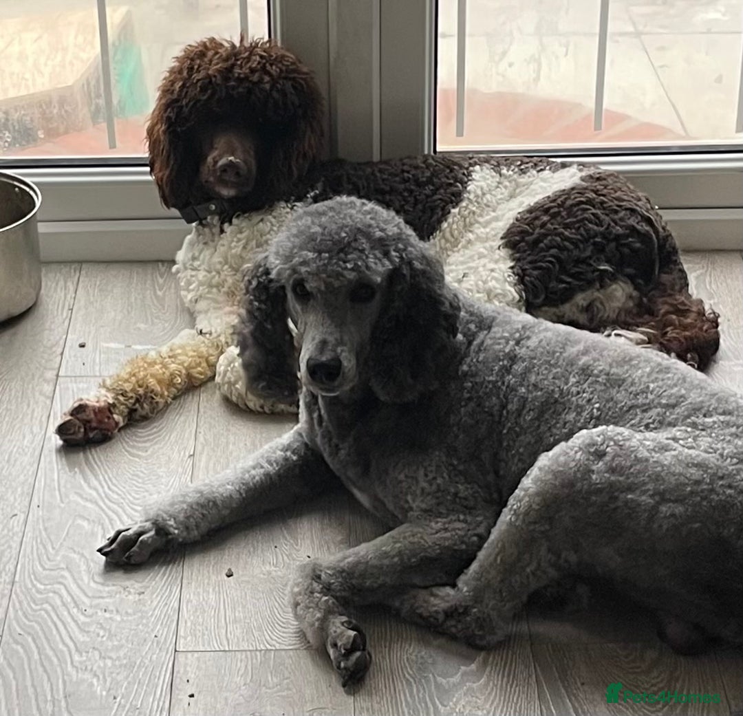 Standard Poodle dogs for stud: Brown & white parti standard poodle  - Image 6