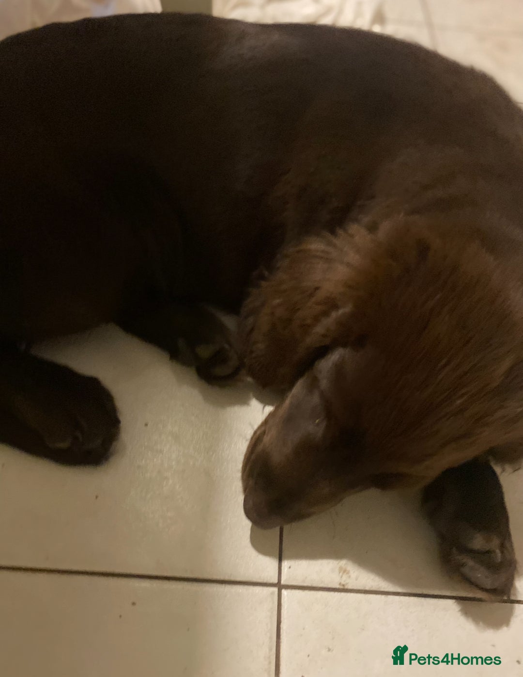 Mixed Breed dogs for sale: Golden retriever x Flatcoat retriever  - Advert 4