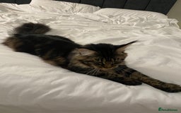 Maine Coon cats for sale: 10month old Maincoone - Image 4