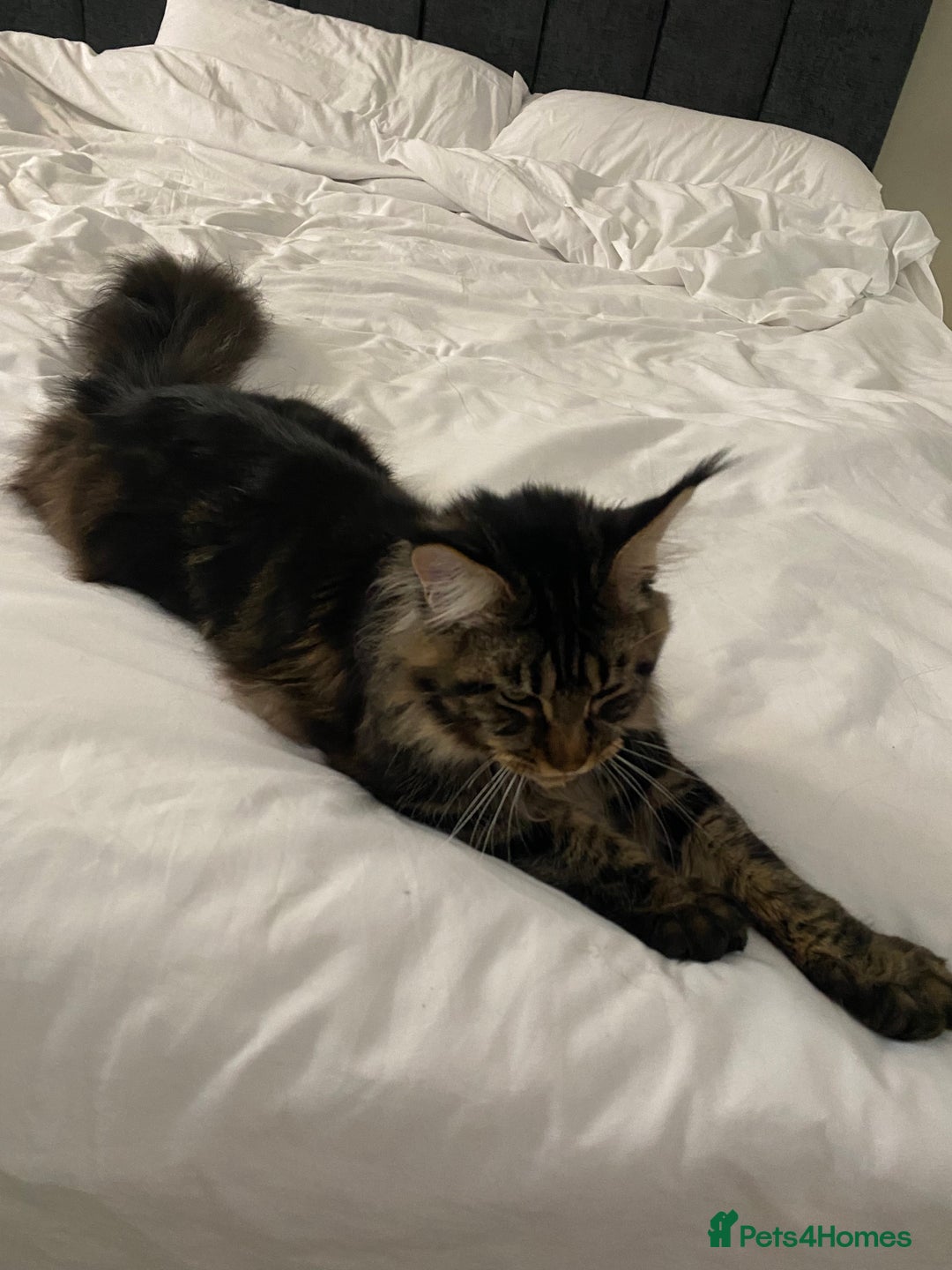 Maine Coon cats for sale: 10month old Maincoone - Image 4