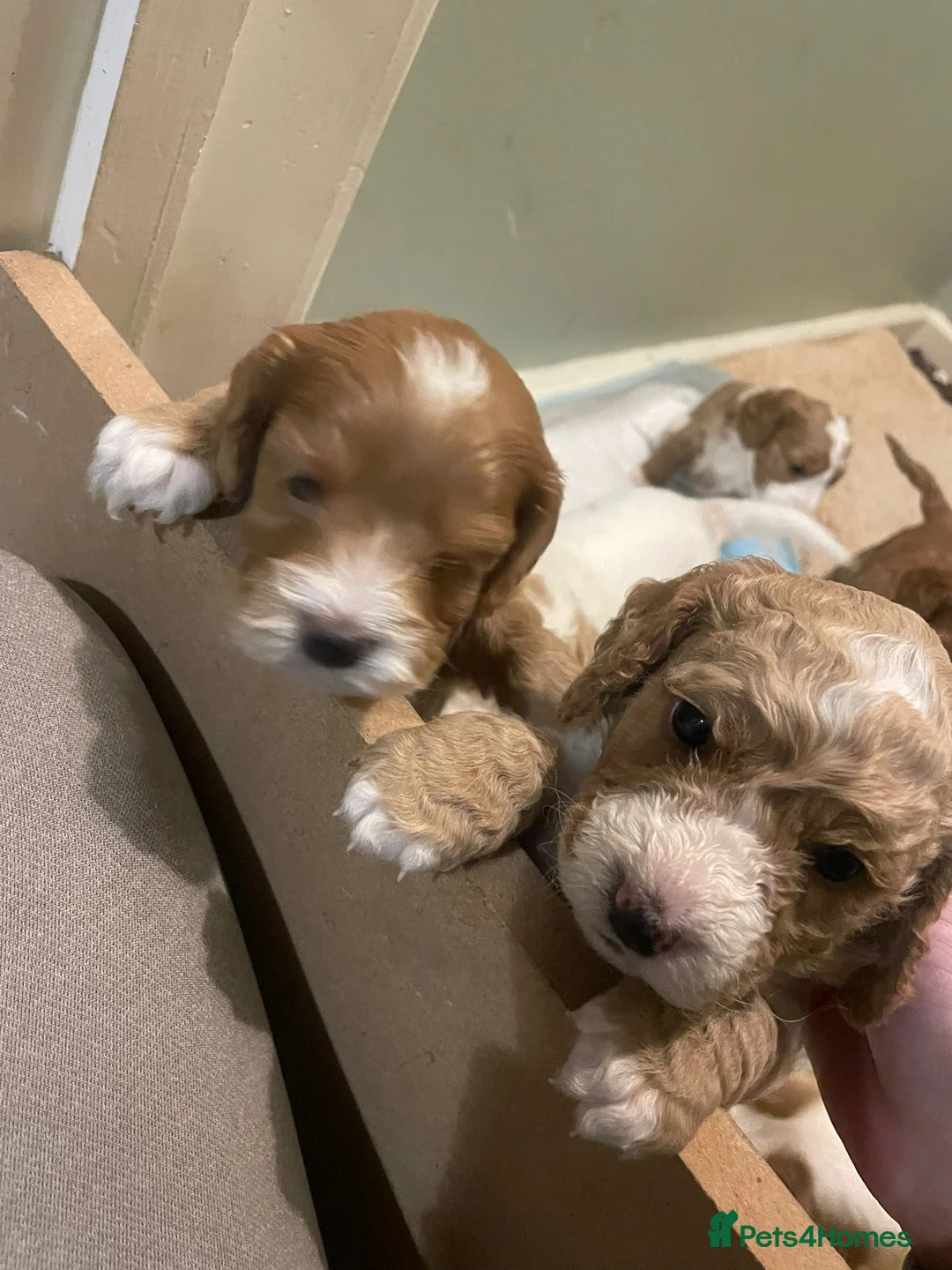 Cockapoo dogs for stud: Proven Red & white F1 cockapoo stud dog. in Barnsley - Advert 32