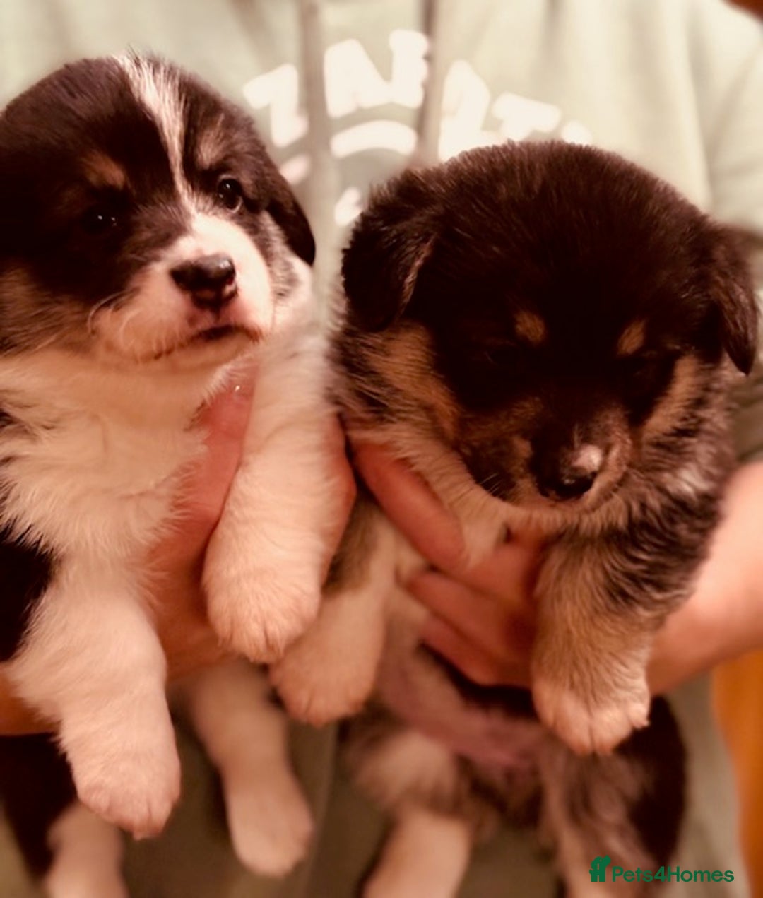 Welsh Corgi Pembroke dogs for sale: 2 Tri/KC girls from health tested parents - Image 4