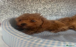 Cavapoo dogs for sale: F1 b cavapoo puppies 🐶  - Image 16