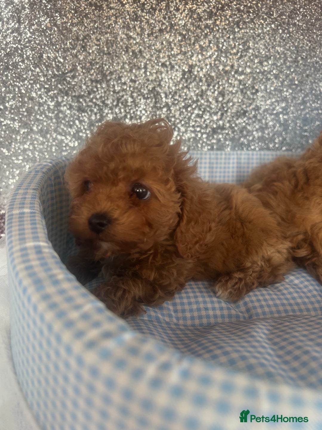 Cavapoo dogs for sale: F1 b cavapoo puppies 🐶  - Image 16