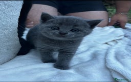 British Shorthair cats for sale: Kittens for forever homes - Image 2