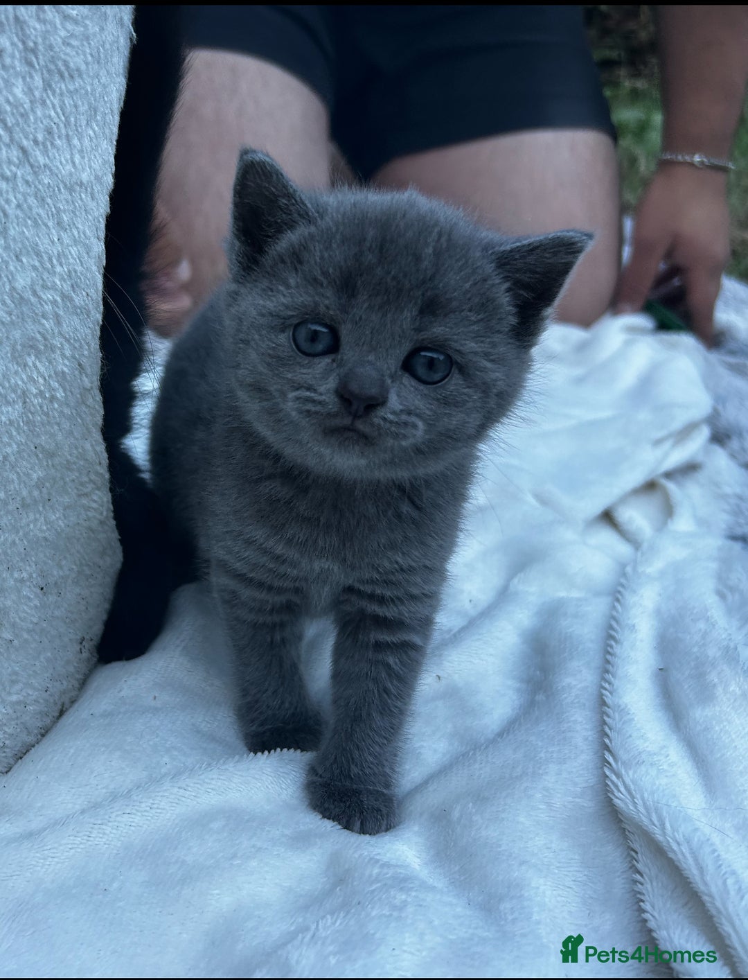 British Shorthair cats for sale: Kittens for forever homes - Image 2