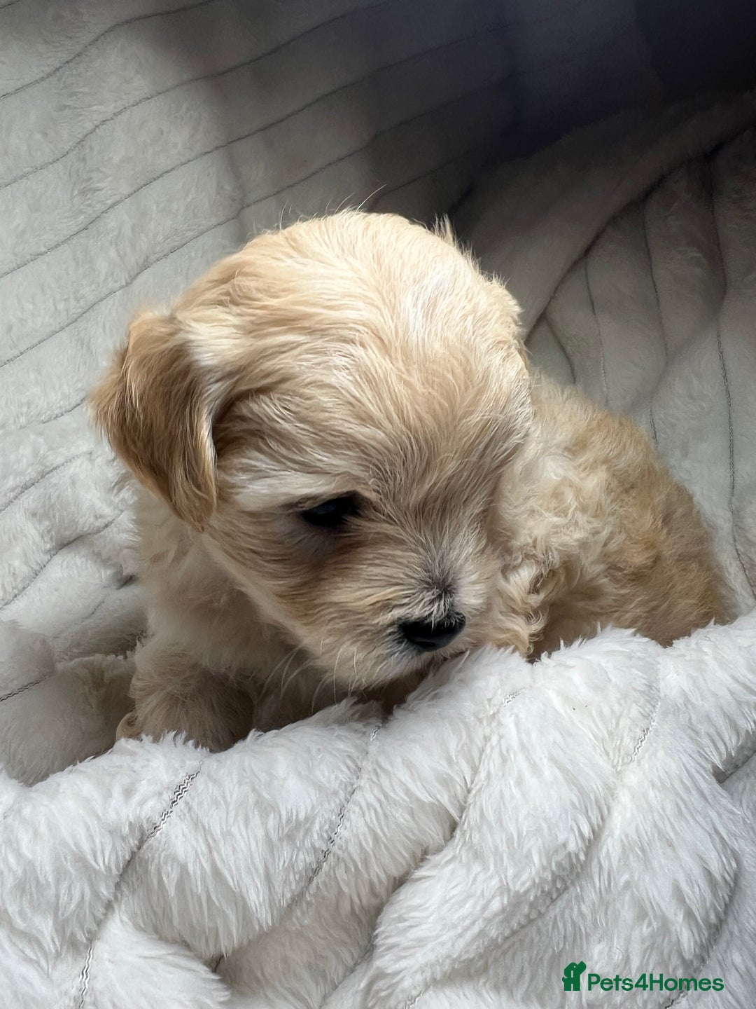Maltipoo dogs for sale: Maltipoo puppies  - Advert 33