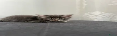 Mixed Breed Kitten 2