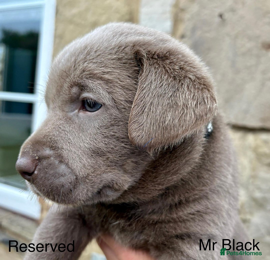 Labrador Retriever dogs for sale: 2 Males left - Ready to leave on the 15th August  in Wetherby - Image 10
