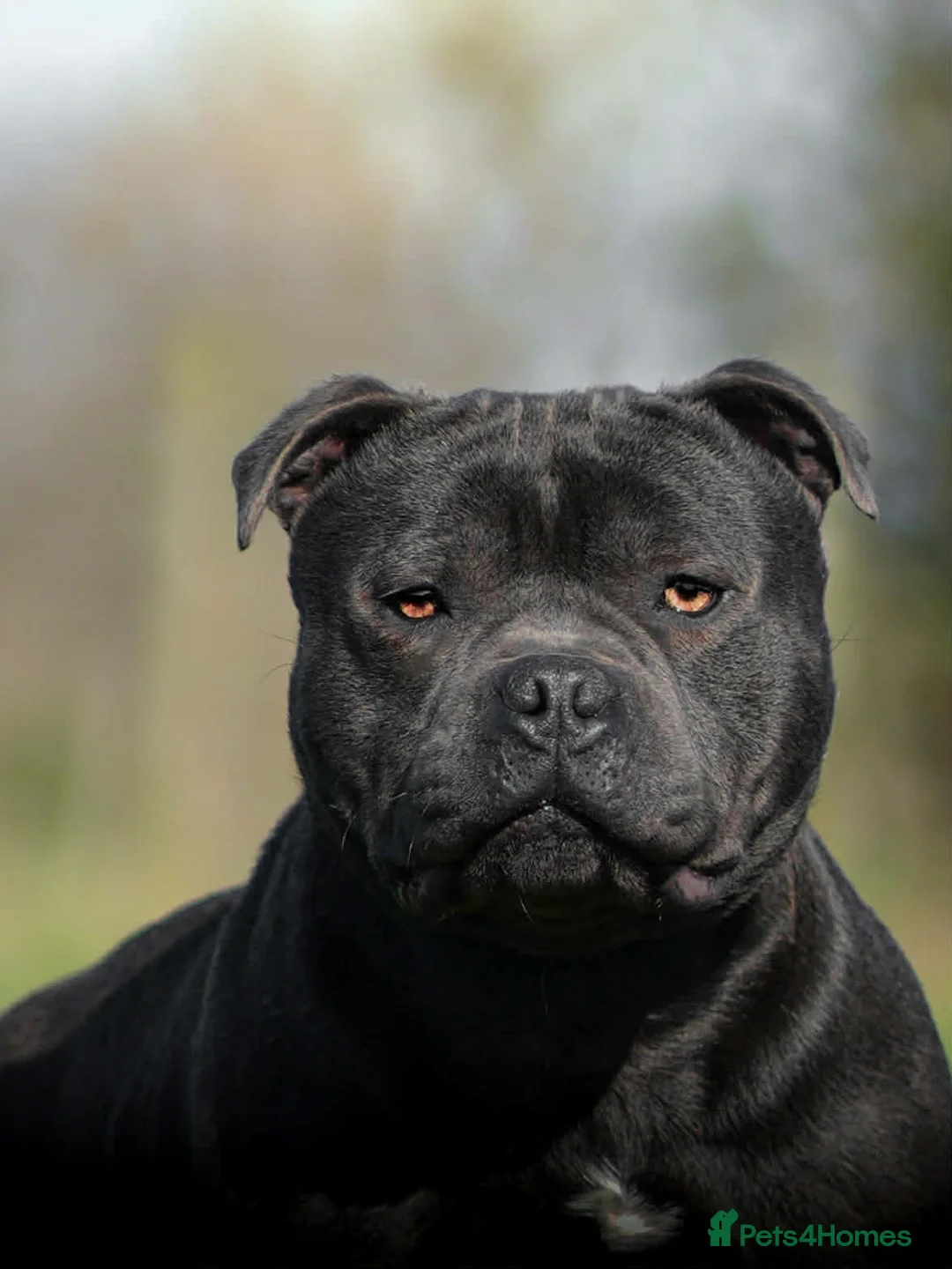 Staffordshire Bull Terrier dogs for stud: Quality health tested blue Stafford stud  - Advert 1