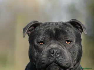 Staffordshire Bull Terrier dogs Quality health tested blue Stafford stud - Advert 10