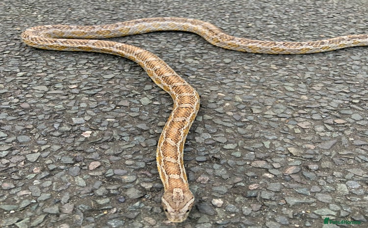 Corn Snake reptiles - Advert 1
