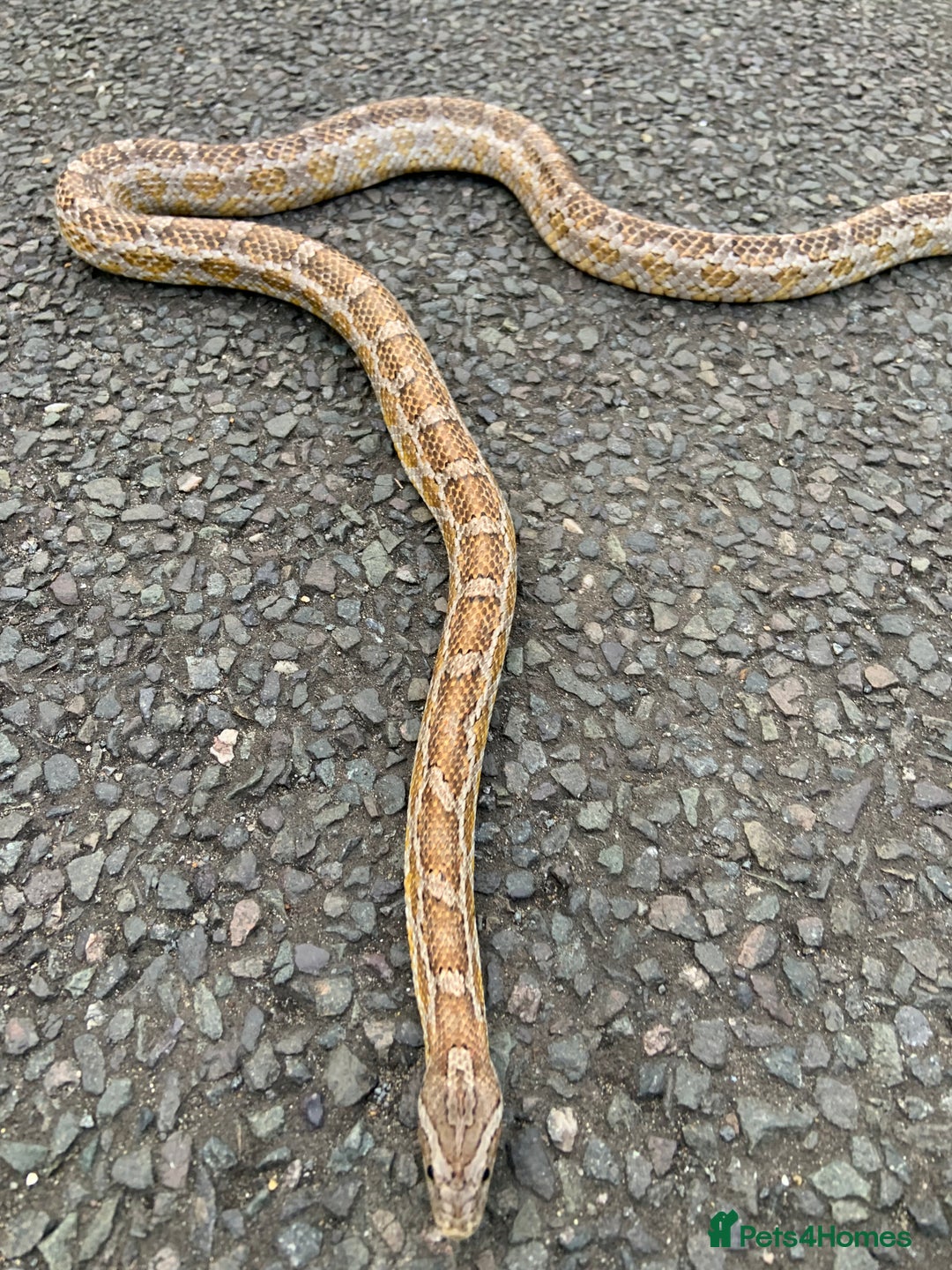 Corn Snake reptiles for sale: Corn snake about 5 ft - Image 1