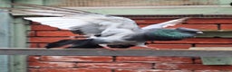 Pigeons birds for sale: 7 Pigeons for sale - Advert 1