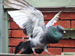 Pigeons birds 7 Pigeons for sale - Advert 3