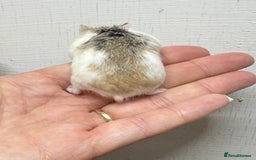 Hamster rodents for sale: Dwarf robrovski hamster babies  - Image 16
