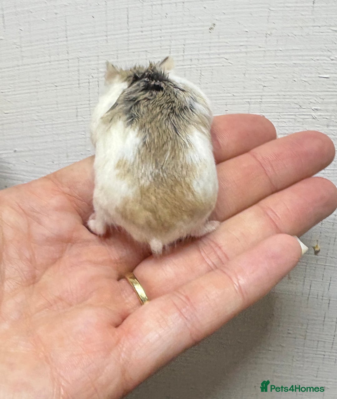 Hamster rodents for sale: Dwarf robrovski hamster babies  - Image 16