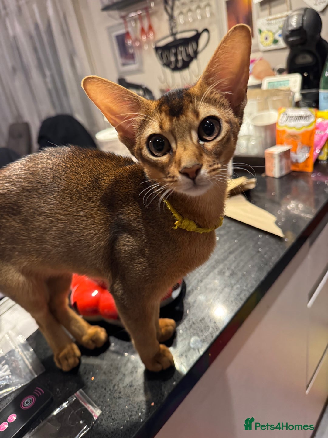 Abyssinian cats for sale: Abyssinian kittens looking for their new home - Image 17