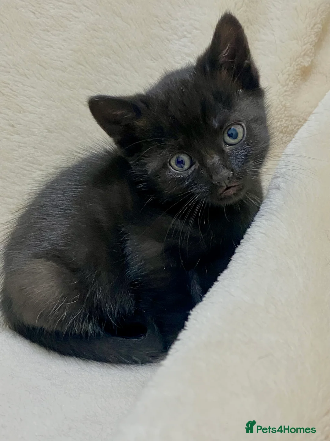 Mixed Breed cats for sale: 2 Black & White Tuxedo & 2 Black Kittens  in Bexhill-on-Sea - Advert 2