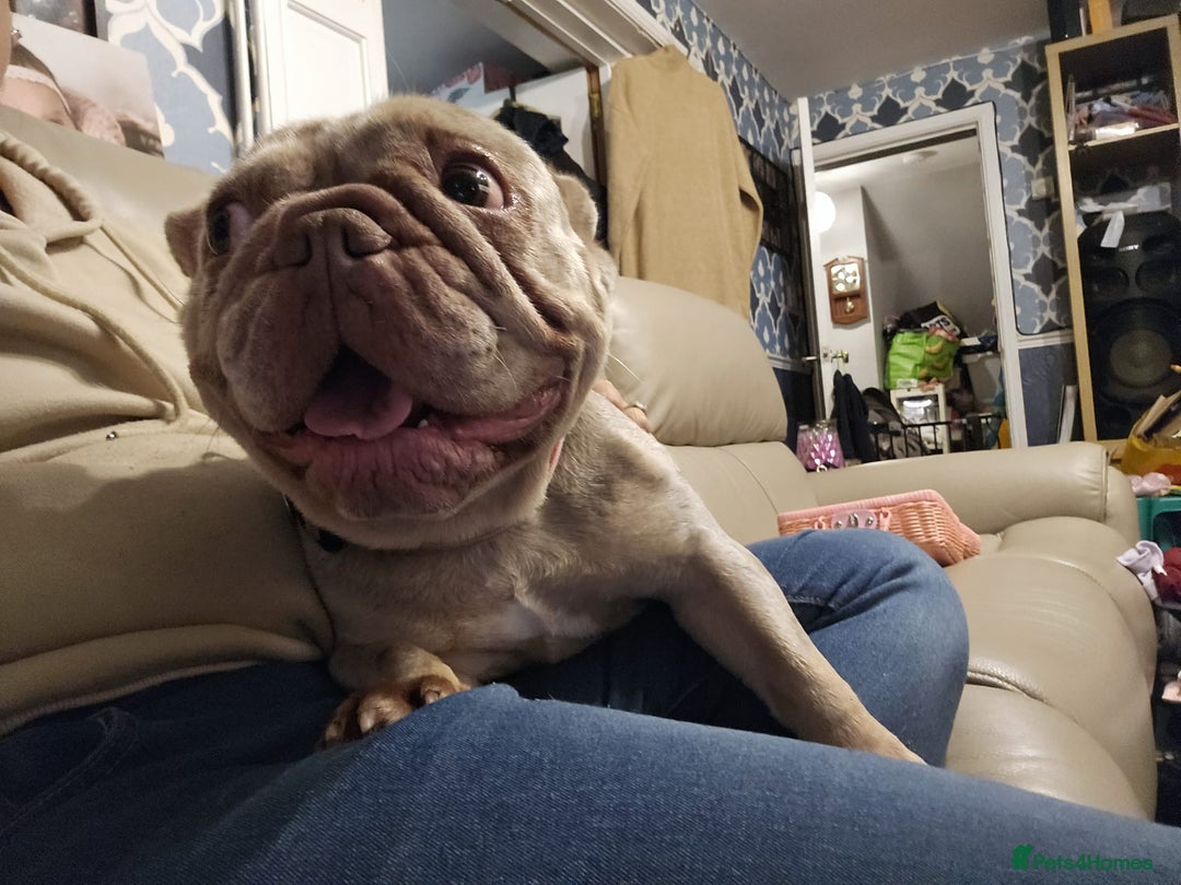 French Bulldog dogs for sale: Female French Bulldog - Advert 3