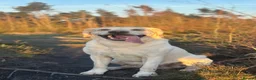 Labrador Retriever dogs for stud: Yellow Working Labrador Gundog HEALTH TESTED in Chorley - Advert 3