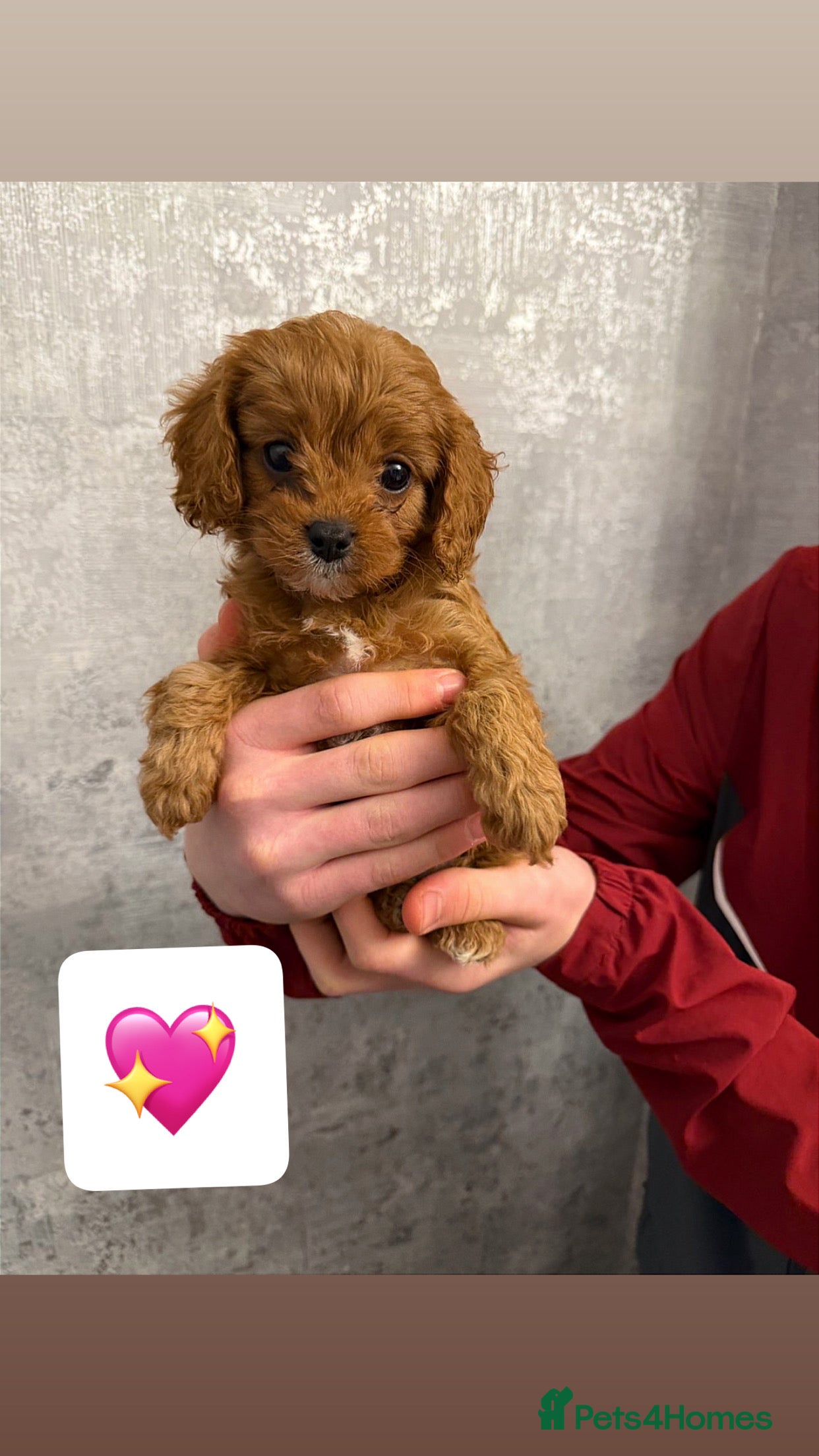 Cavapoo dogs  Cavapoo Puppies  - Advert 1