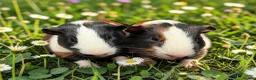 Guinea Pig rodents for sale: Gorgeous pairs of boys  - Advert 7