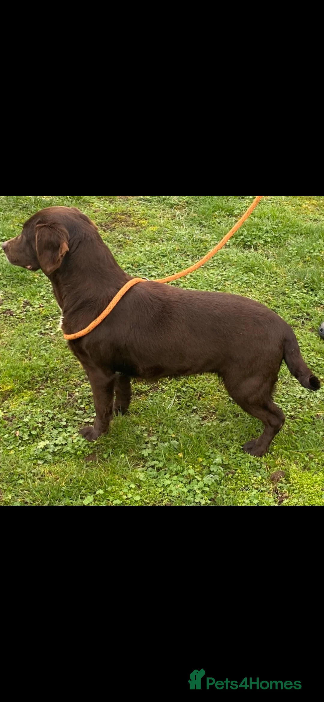 Springador dogs for sale: Gorgeous Female Springador For Sale - Advert 6