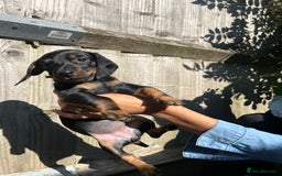 Dachshund dogs for sale: Gorgeous Black and Tan Dachshund Puppies - Image 4