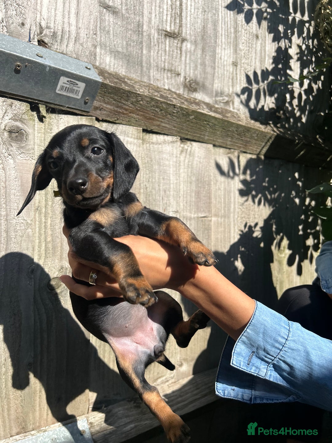 Dachshund dogs for sale: Gorgeous Black and Tan Dachshund Puppies - Image 4