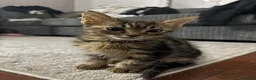 Mixed Breed cats for sale: Adorable Kittens Ready for Their Forever Homes🐾 - Advert 23