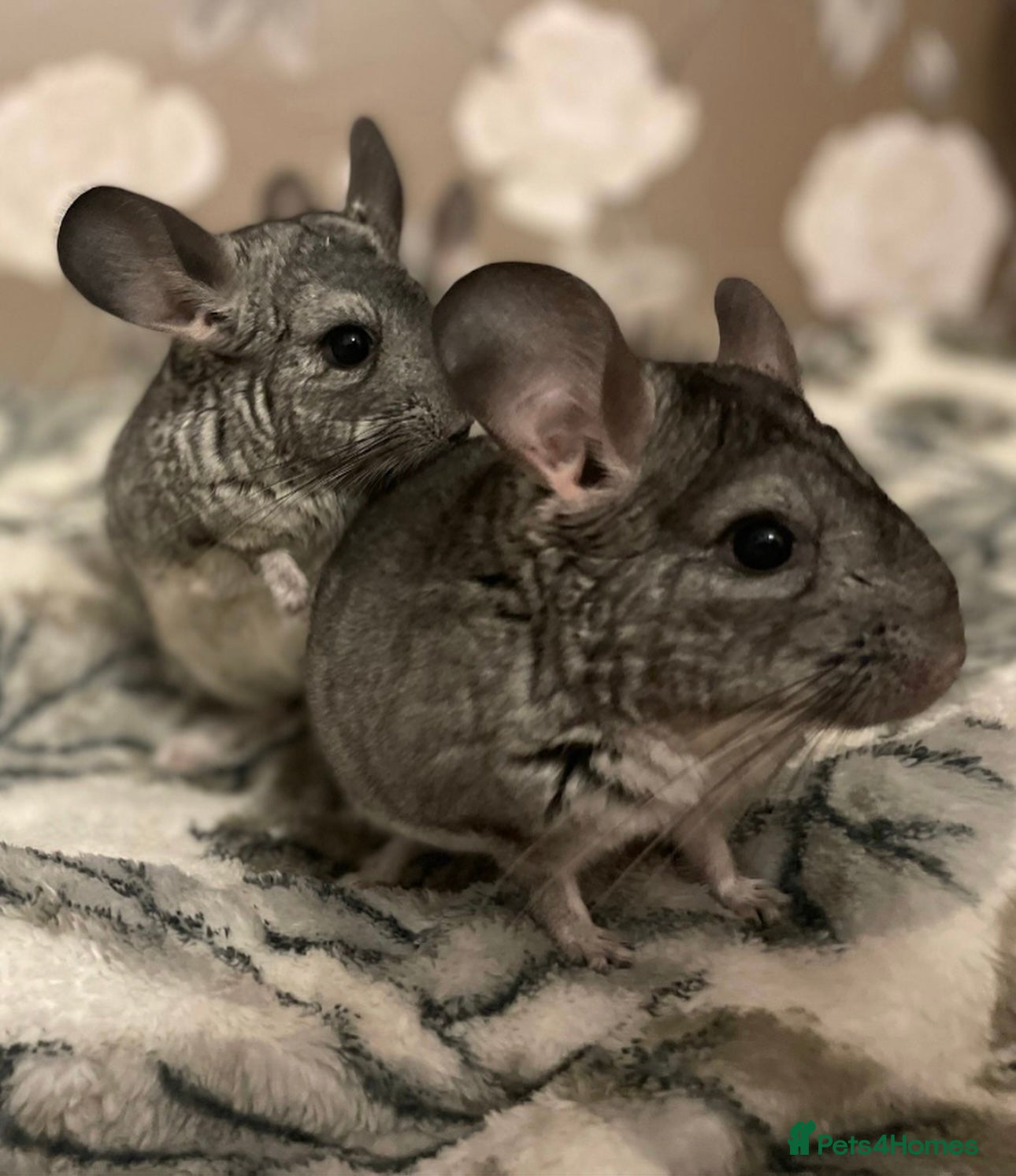 Chinchilla rodents Baby Chinchilla’s - Advert 14