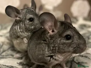 Chinchilla rodents Baby Chinchilla’s - Advert 14