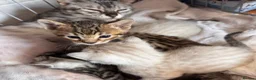 Bengal cats for sale: All bengals reserved - savannah babies available  - Advert 11