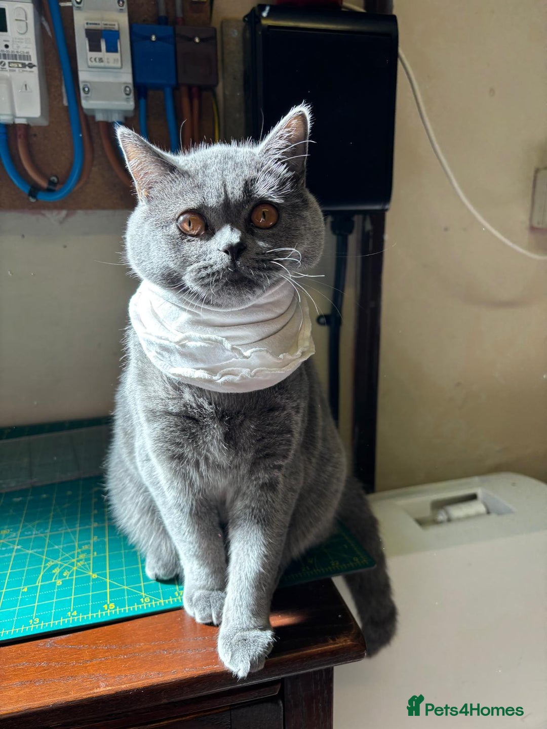 British Shorthair cats for sale: 2 BHS sisters  - Advert 5