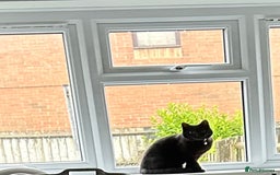 British Shorthair cats for sale: Male kitten FREE  - Image 3