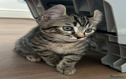 Scottish Fold cats for sale: Reduced, Ready now Last 1 rare jungle curl kittens - Image 24