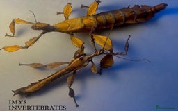 Stick Insects invertebrates for sale: X2 GIANT MACLEAYS SPECTRE HAPPY TO SHIP - Image 2
