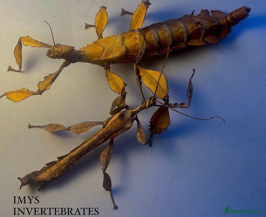 Stick Insects invertebrates for sale: X2 GIANT MACLEAYS SPECTRE HAPPY TO SHIP - Image 2